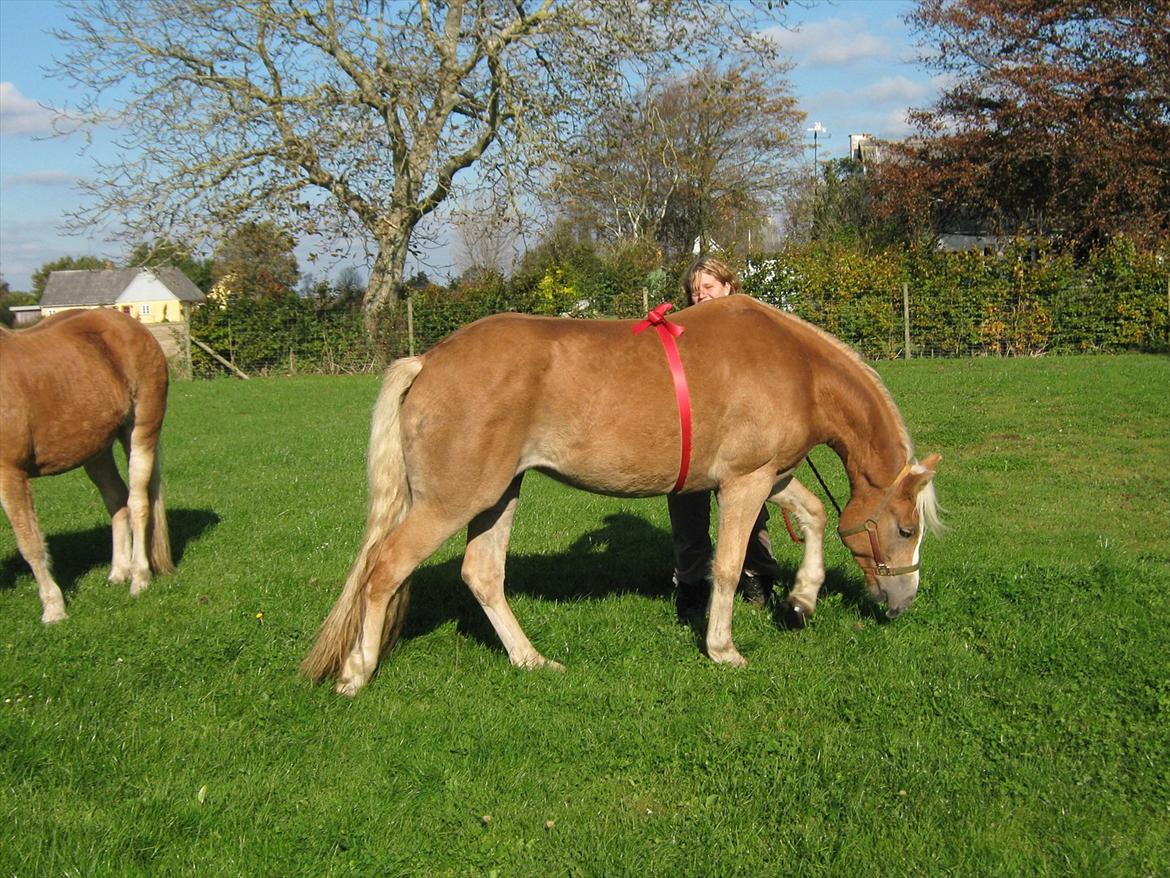 Haflinger Fjørgyn af Lærkebjerg billede 4