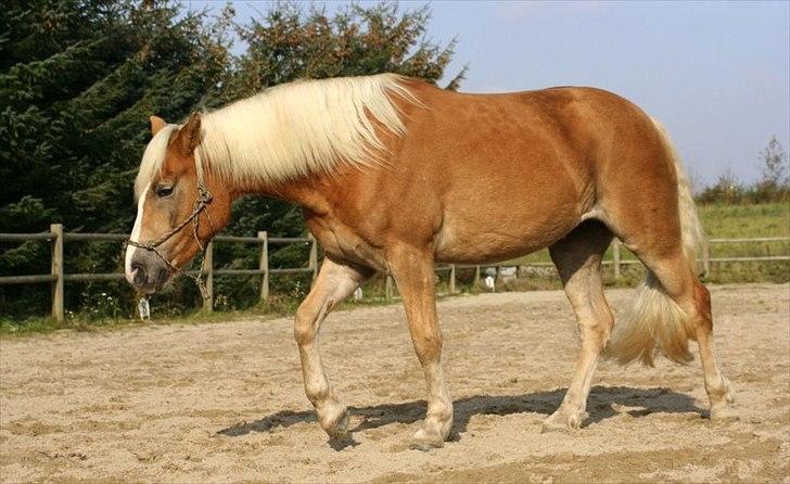 Haflinger Fjørgyn af Lærkebjerg billede 2