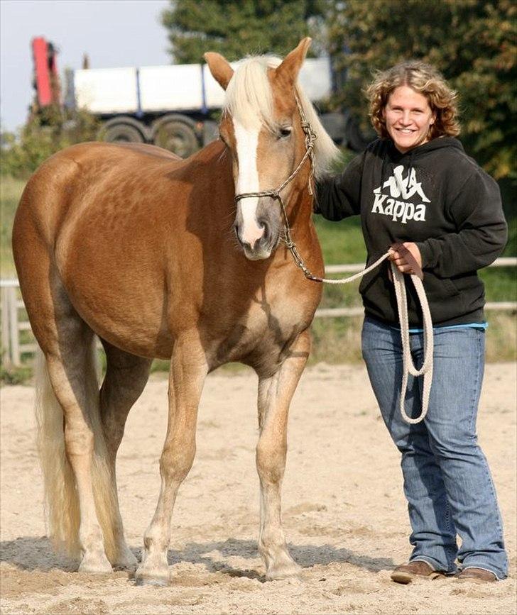 Haflinger Fjørgyn af Lærkebjerg billede 3
