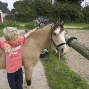Welsh Mountain (sec A) Jupiter