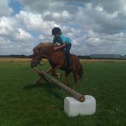 Anden særlig race Felix