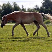 Anden særlig race Bailey [tidl pony]