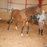 Dansk Varmblod Heartdream