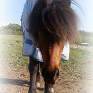 Islænder Alísa -Part-