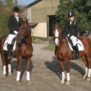 Welsh Pony af Cob-type (sec C) Gribsvads Lady Dee<3 snusken<3<3