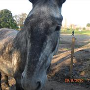 DSP Leonardo Søblink