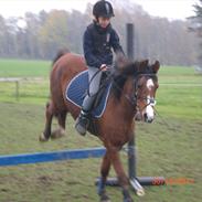 Anden særlig race Cæsar Von Ricko