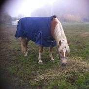 Haflinger Birch's Giòia