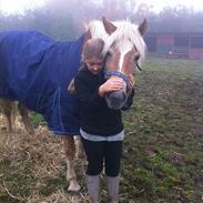 Haflinger Birch's Giòia