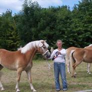 Haflinger Birch's Giòia