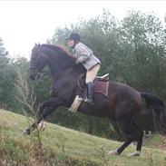 Dansk Varmblod Bentley