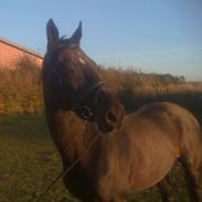 Anden særlig race Wingman 