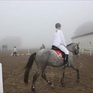 Anden særlig race To-scor-surprice-Himmelhest ;(