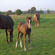 DSP Teglvangs Tristan <3 (SOLGT)