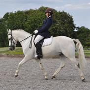 Anden særlig race Sonny May [SOLGT]