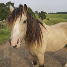 Welsh Mountain (sec A) Jupiter