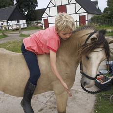 Welsh Mountain (sec A) Jupiter