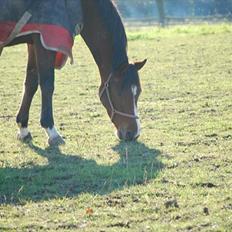 Anden særlig race Stormarksgaards Speedy