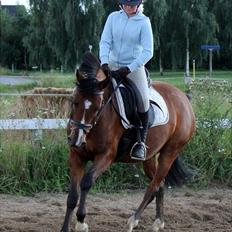 Anden særlig race Stormarksgaards Speedy