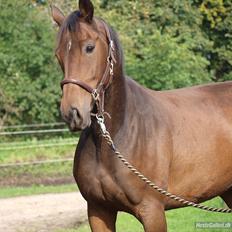 Dansk Varmblod Wilhelm [Tidl. Hest]