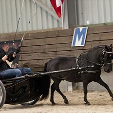 Amerikansk Miniature Candyland Southern Secret