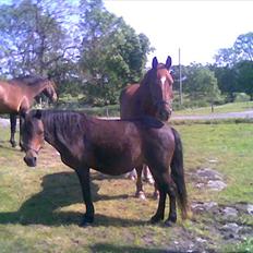 Anden særlig race Sisse