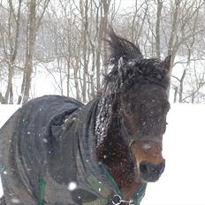 Anden særlig race Sisse