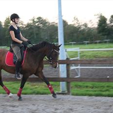 New Forest Starlight