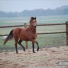 Anden særlig race kashede´s precious jewel!!<3  