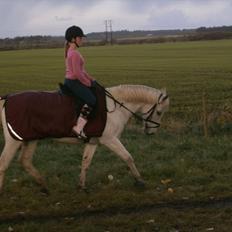 Tysk Sportspony salva