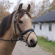 Tysk Sportspony • Picasso • SAVNET •