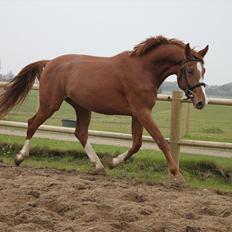 Anden særlig race Charlatan <3