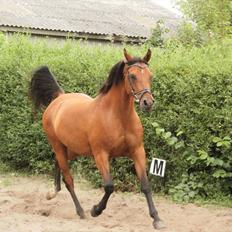 Arabisk fuldblod (OX) Fad Fynta