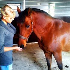 Anden særlig race Mr Champ