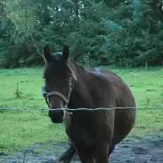 Welsh Pony (sec B) Suprice