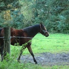 Welsh Pony (sec B) Suprice