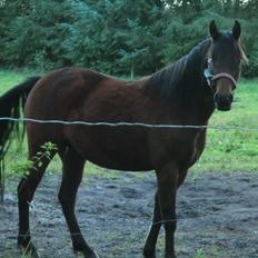 Welsh Pony (sec B) Suprice