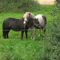 Anden særlig race Tulle