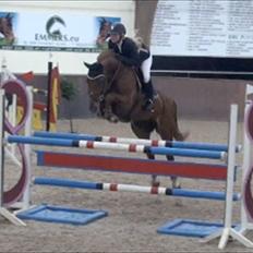 Belgisk varmblod Aluna