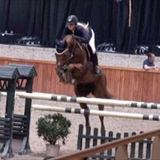 Belgisk varmblod Aluna