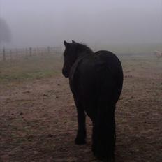 Fell pony Michaks Jaguar 