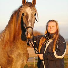 Pura Raza Española Rohan's Theoden *Solgt*