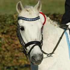 Anden særlig race Thestrupgaardens Kashmir Rex