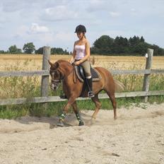 Anden særlig race Tristan R.I.P.