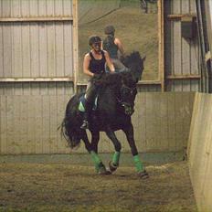 Tysk Varmblod Rubens