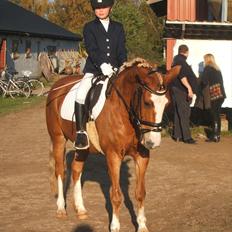 Hollandsk Sportspony Me Lady