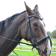 Dansk Varmblod Pimpernel