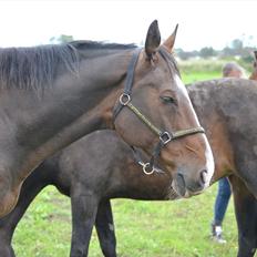 Dansk Varmblod Pimpernel