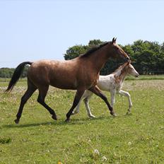 Knabstrupper Lammegården's Divine