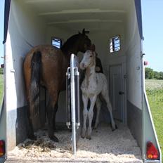 Knabstrupper Lammegården's Divine